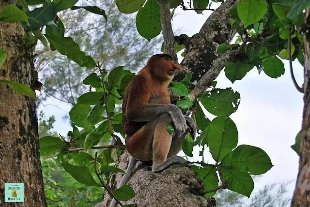 Mono narigudo en el Borneo Malayo