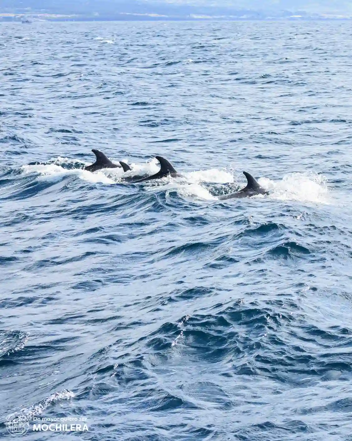 Delfines en São Miguel