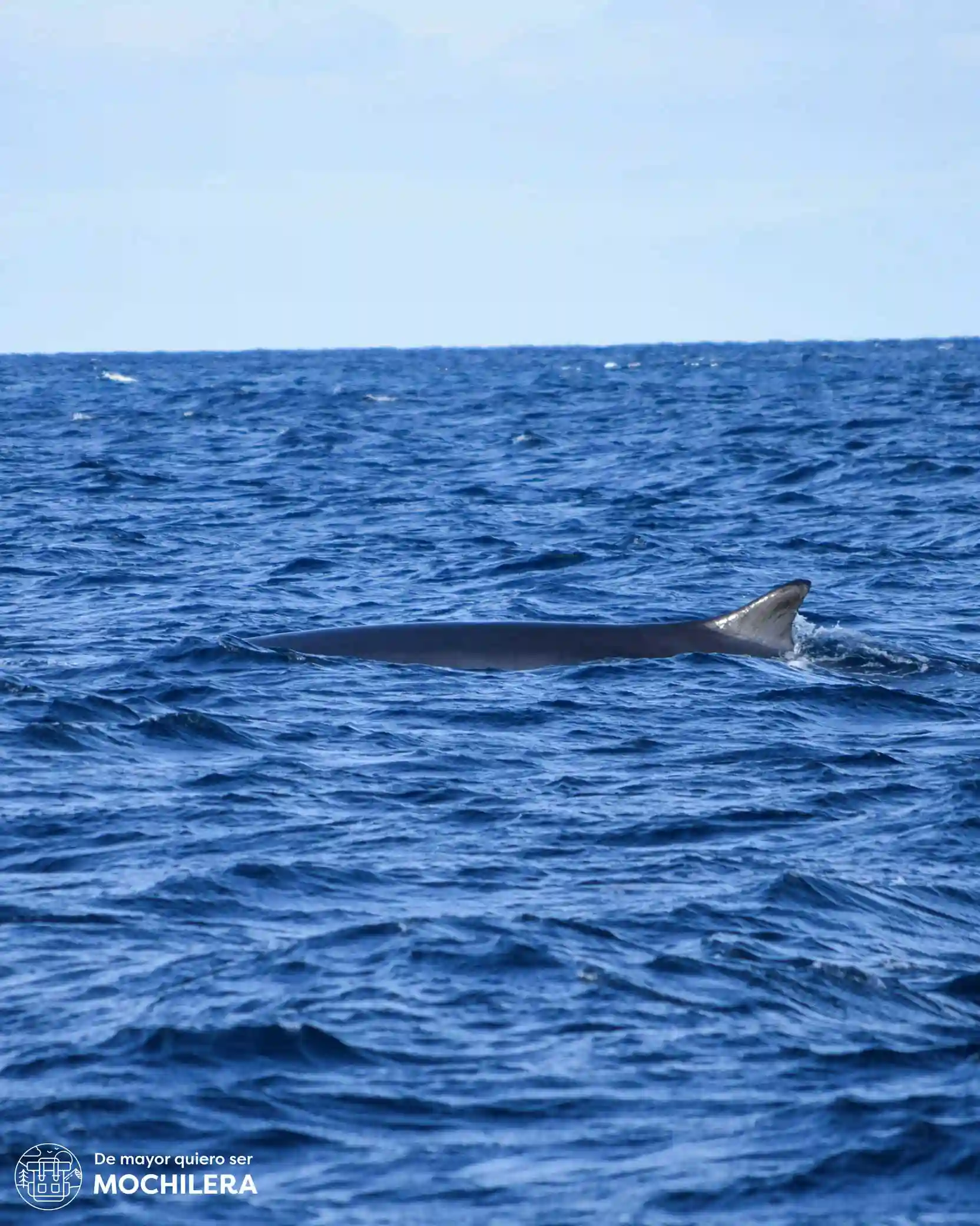 Ballena en São Miguel