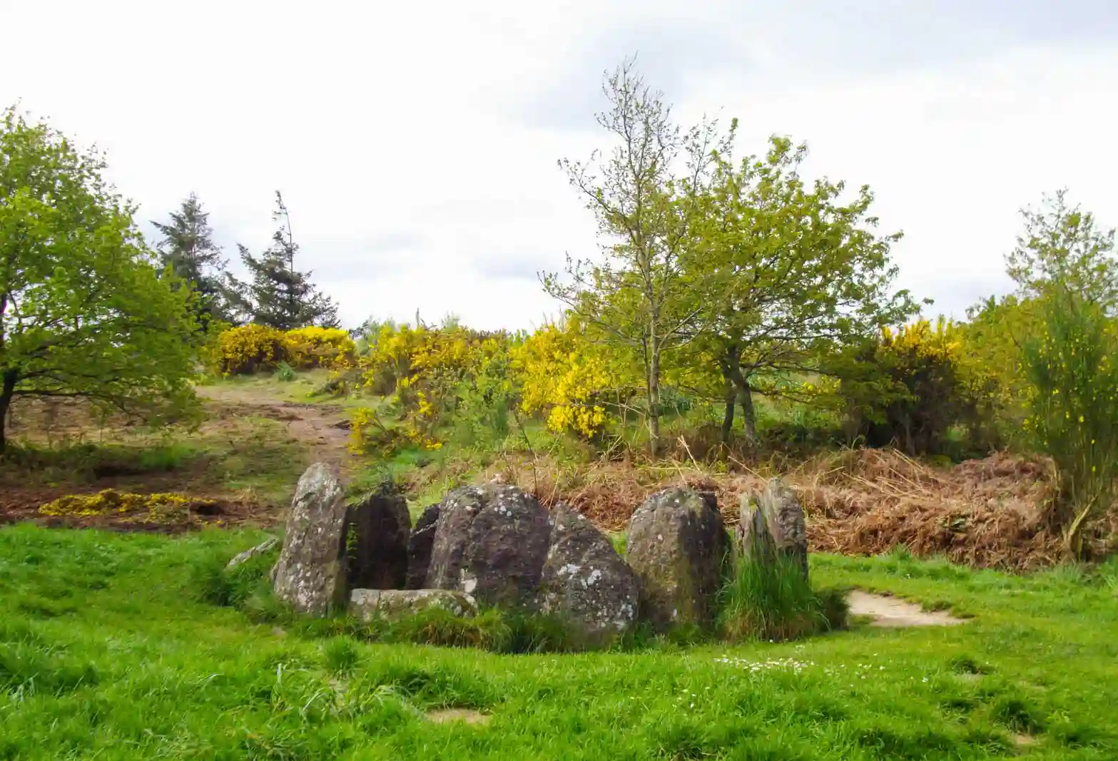 Hotié de Viviana, Bosque de Brocéliande