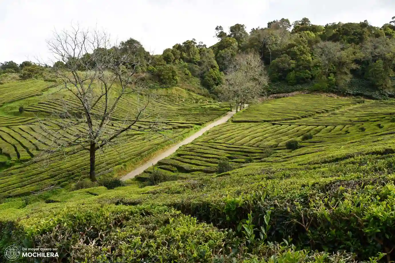 Plantaciones de té de Chá Gorreana, São Miguel