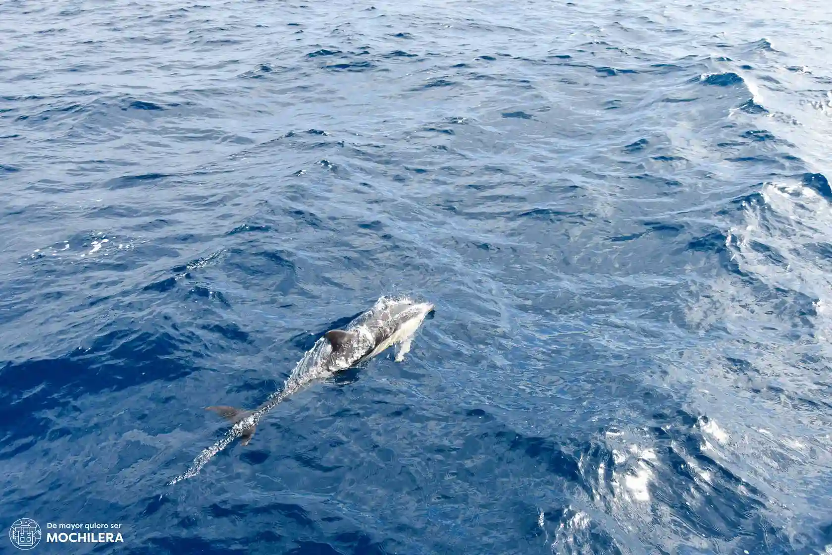 Delfín en São Miguel